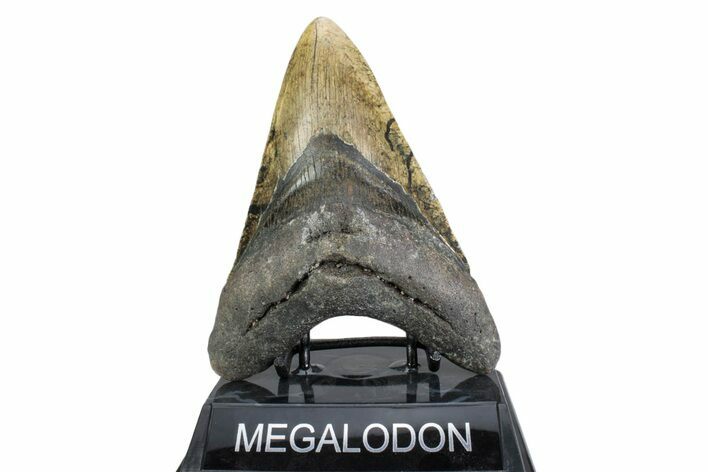 Fossil Megalodon Tooth - North Carolina #378060